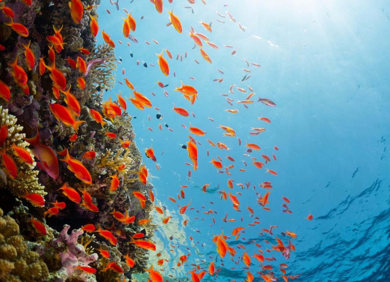 A step closer to global marine biodiversity monitoring Vigilife